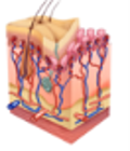 skin 1